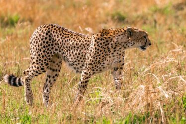 足の速い動物ランキングTOP10　チーターの次に足の速い動物はなんでしょう？