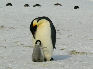 【動物雑学クイズ】2択クイズに答えて面白い動物の雑学を学ぼう！