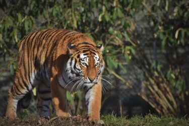 肉食動物と草食動物の違いとは？特徴的な5つの違いについて